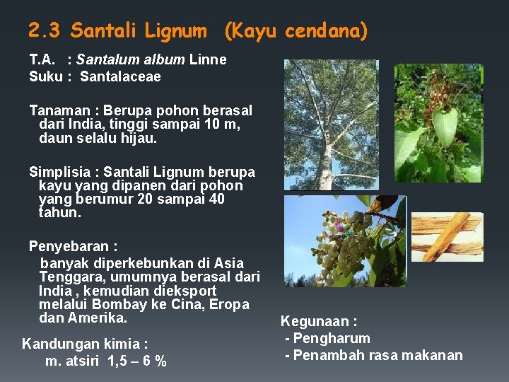2. 3 Santali Lignum (Kayu cendana) T. A. : Santalum album Linne Suku :