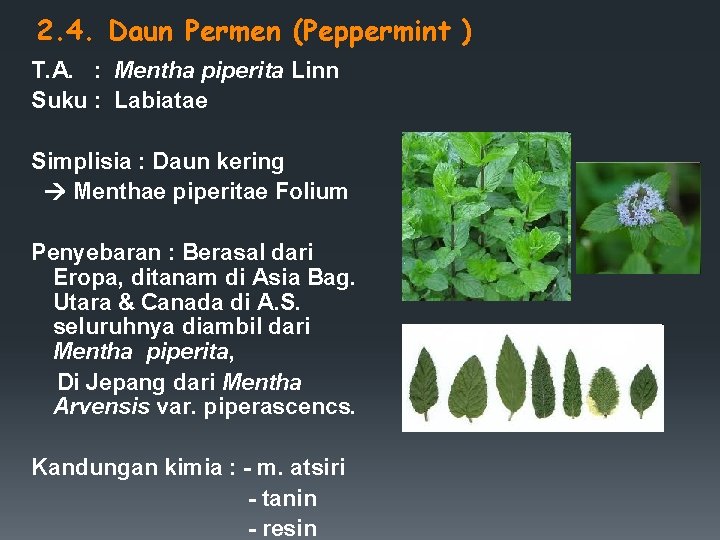 2. 4. Daun Permen (Peppermint ) T. A. : Mentha piperita Linn Suku :
