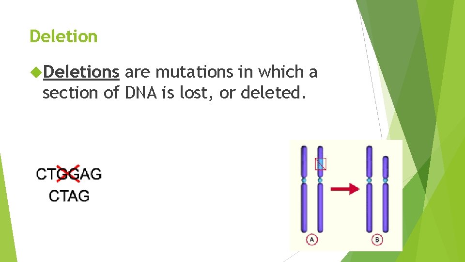 Deletions are mutations in which a section of DNA is lost, or deleted. 