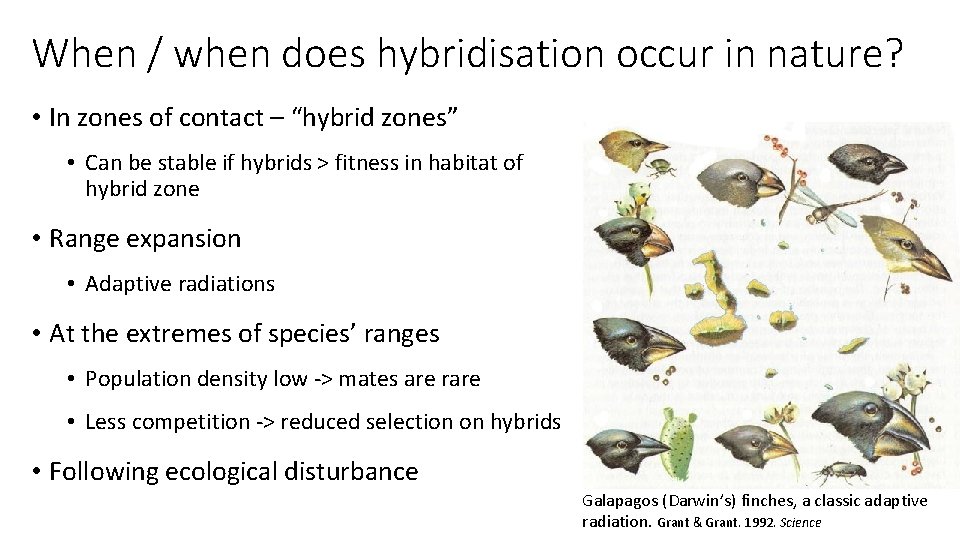 When / when does hybridisation occur in nature? • In zones of contact –