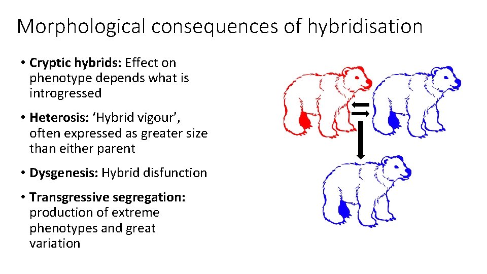 Morphological consequences of hybridisation • Cryptic hybrids: Effect on phenotype depends what is introgressed