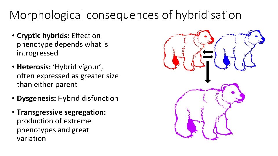 Morphological consequences of hybridisation • Cryptic hybrids: Effect on phenotype depends what is introgressed
