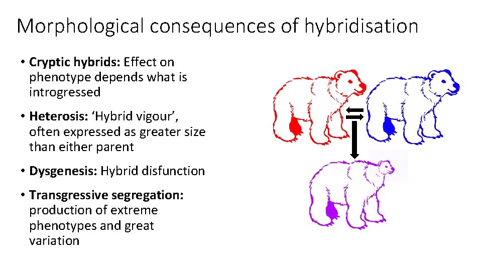 Morphological consequences of hybridisation • Cryptic hybrids: Effect on phenotype depends what is introgressed