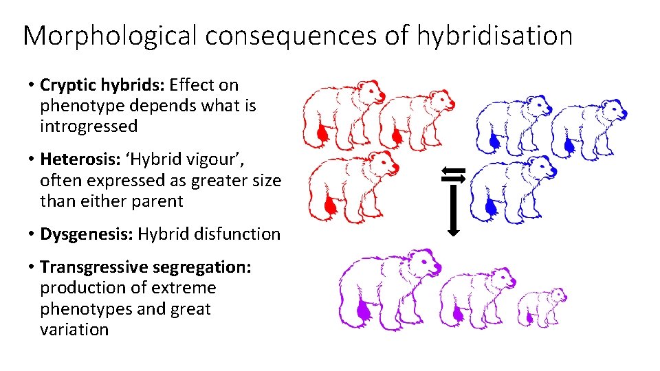 Morphological consequences of hybridisation • Cryptic hybrids: Effect on phenotype depends what is introgressed