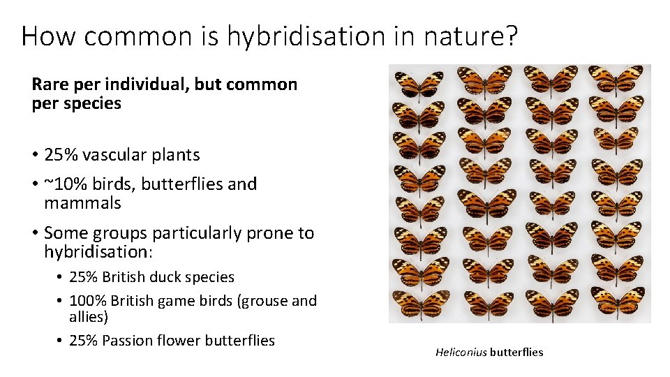 How common is hybridisation in nature? Rare per individual, but common per species •