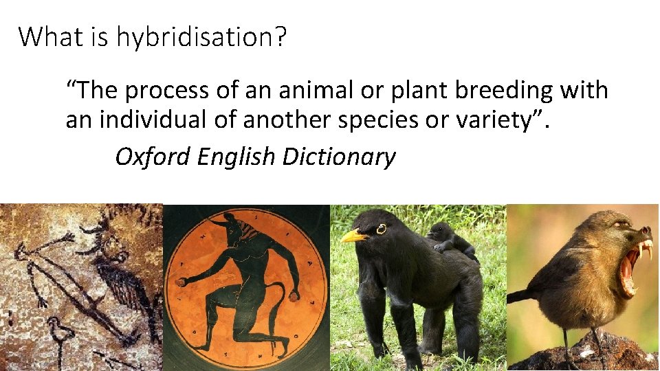 What is hybridisation? “The process of an animal or plant breeding with an individual