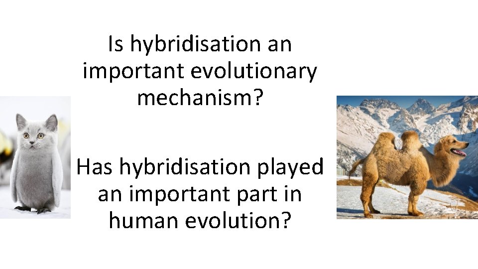 Is hybridisation an important evolutionary mechanism? Has hybridisation played an important part in human