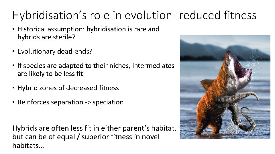 Hybridisation’s role in evolution- reduced fitness • Historical assumption: hybridisation is rare and hybrids