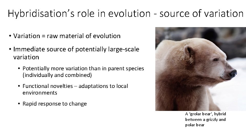 Hybridisation’s role in evolution - source of variation • Variation = raw material of