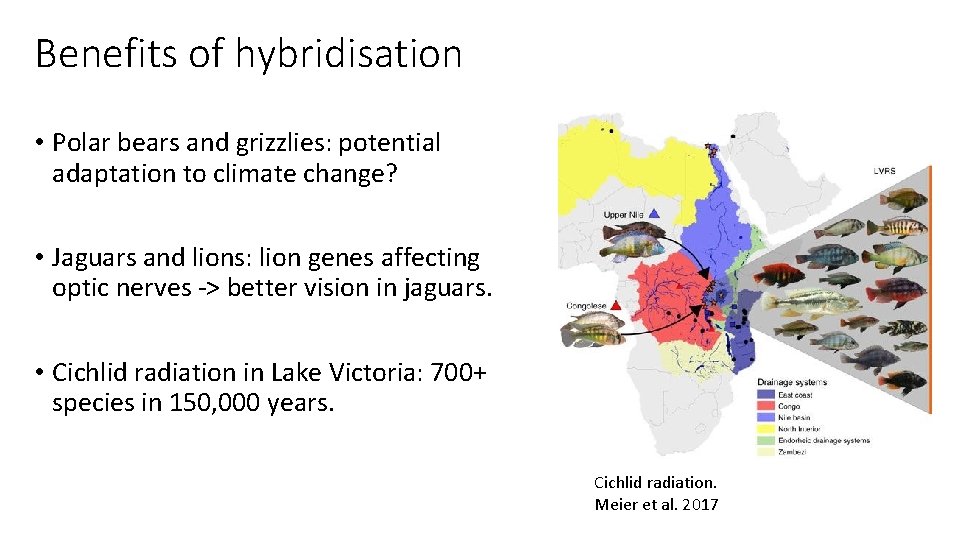 Benefits of hybridisation • Polar bears and grizzlies: potential adaptation to climate change? •
