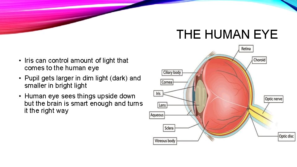 THE HUMAN EYE • Iris can control amount of light that comes to the