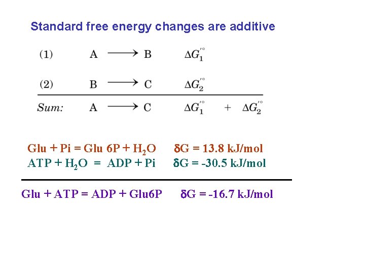 Standard free energy changes are additive Glu + Pi = Glu 6 P +