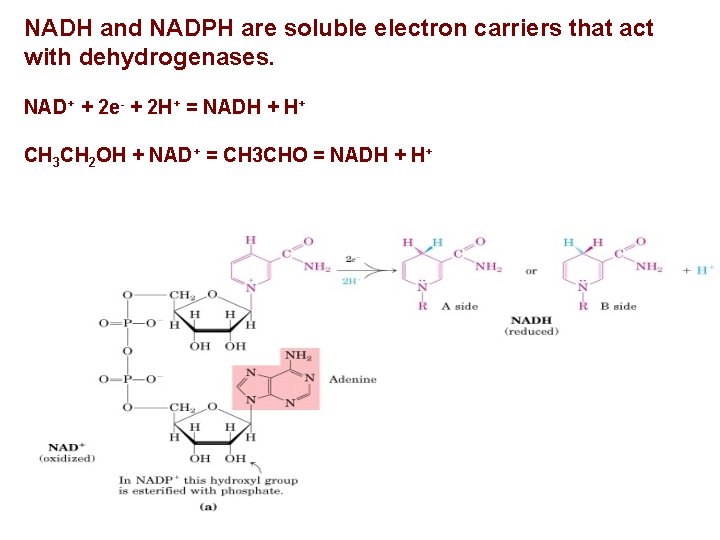 NADH and NADPH are soluble electron carriers that act with dehydrogenases. NAD+ + 2