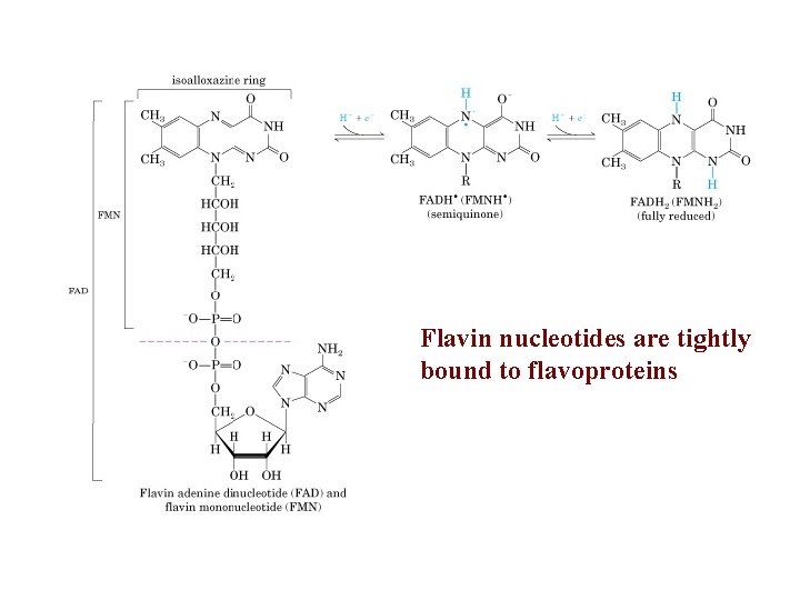 Flavin nucleotides are tightly bound to flavoproteins 