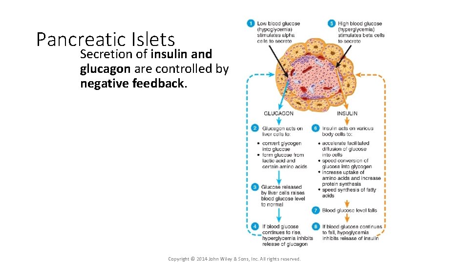Pancreatic Islets Secretion of insulin and glucagon are controlled by negative feedback. Copyright ©