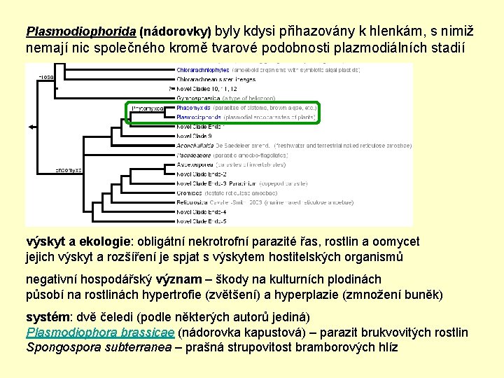 Plasmodiophorida (nádorovky) byly kdysi přihazovány k hlenkám, s nimiž nemají nic společného kromě tvarové