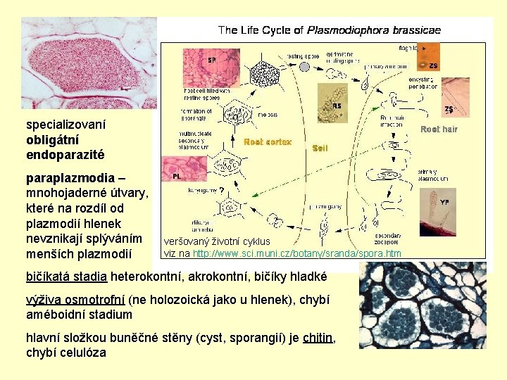 specializovaní obligátní endoparazité paraplazmodia – mnohojaderné útvary, které na rozdíl od plazmodií hlenek nevznikají