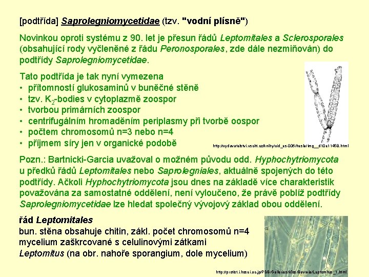 [podtřída] Saprolegniomycetidae (tzv. "vodní plísně") Novinkou oproti systému z 90. let je přesun řádů