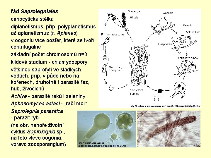 řád Saprolegniales cenocytická stélka diplanetismus, příp. polyplanetismus až aplanetismus (r. Aplanes) v oogoniu více