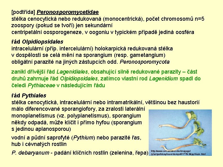[podtřída] Peronosporomycetidae stélka cenocytická nebo redukovaná (monocentrická), počet chromosomů n=5 zoospory (pokud se tvoří)