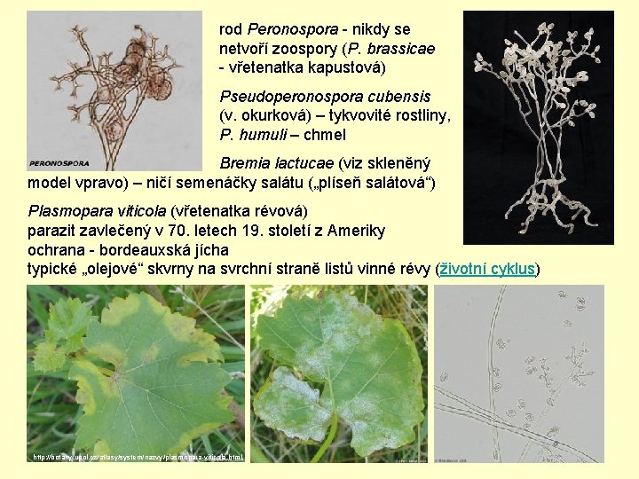 rod Peronospora - nikdy se netvoří zoospory (P. brassicae - vřetenatka kapustová) Pseudoperonospora cubensis