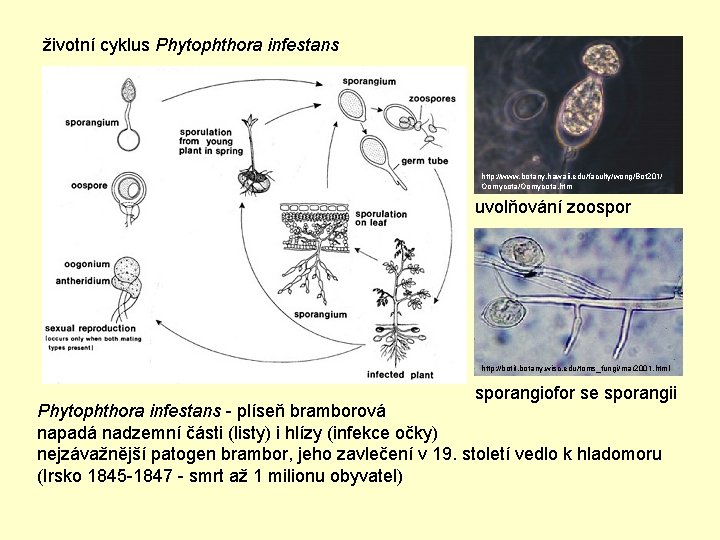 životní cyklus Phytophthora infestans http: //www. botany. hawaii. edu/faculty/wong/Bot 201/ Oomycota/Oomycota. htm uvolňování zoospor