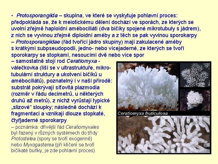  • Protosporangiida – skupina, ve které se vyskytuje pohlavní proces: předpokládá se, že