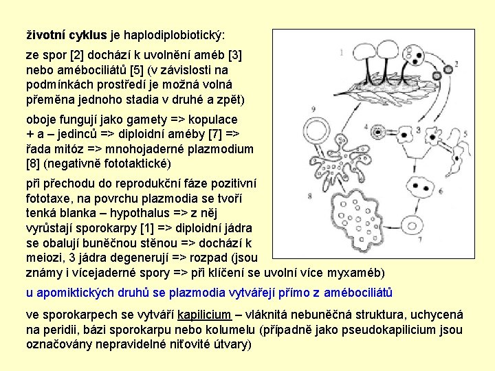 životní cyklus je haplodiplobiotický: ze spor [2] dochází k uvolnění améb [3] nebo amébociliátů