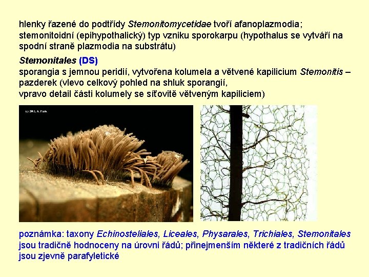 hlenky řazené do podtřídy Stemonitomycetidae tvoří afanoplazmodia; stemonitoidní (epihypothalický) typ vzniku sporokarpu (hypothalus se