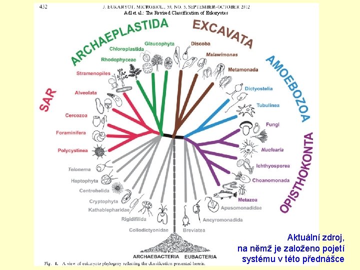 Adl et al. : The Revised Classification of Eukaryotes Aktuální zdroj, na němž je