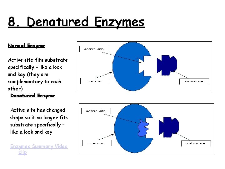 8. Denatured Enzymes Normal Enzyme Active site fits substrate specifically – like a lock