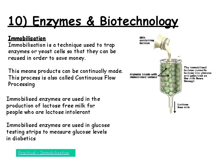 10) Enzymes & Biotechnology Immobilisation is a technique used to trap enzymes or yeast