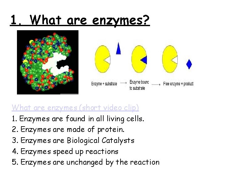 1. What are enzymes? What are enzymes (short video clip) 1. Enzymes are found