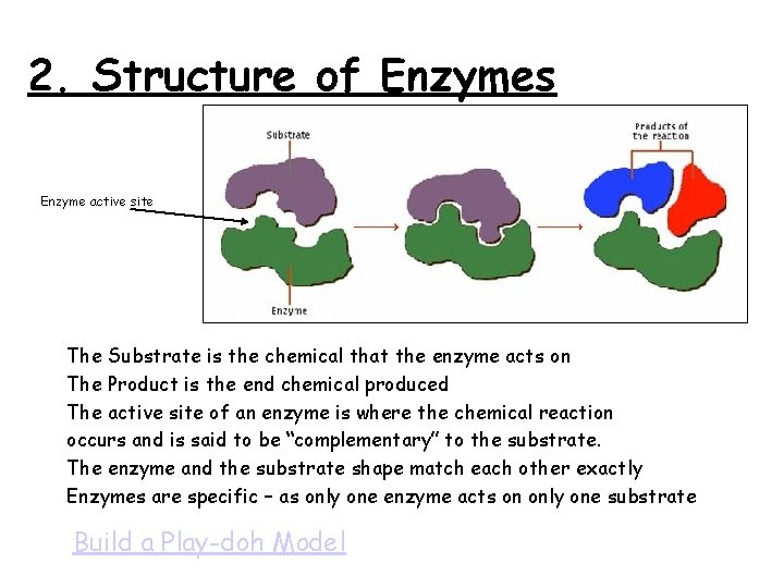 2. Structure of Enzymes Enzyme active site The Substrate is the chemical that the
