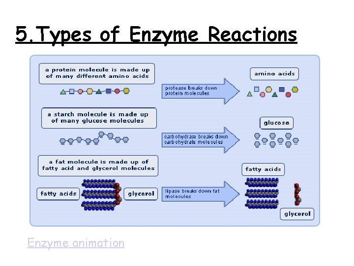 5. Types of Enzyme Reactions Enzyme animation 