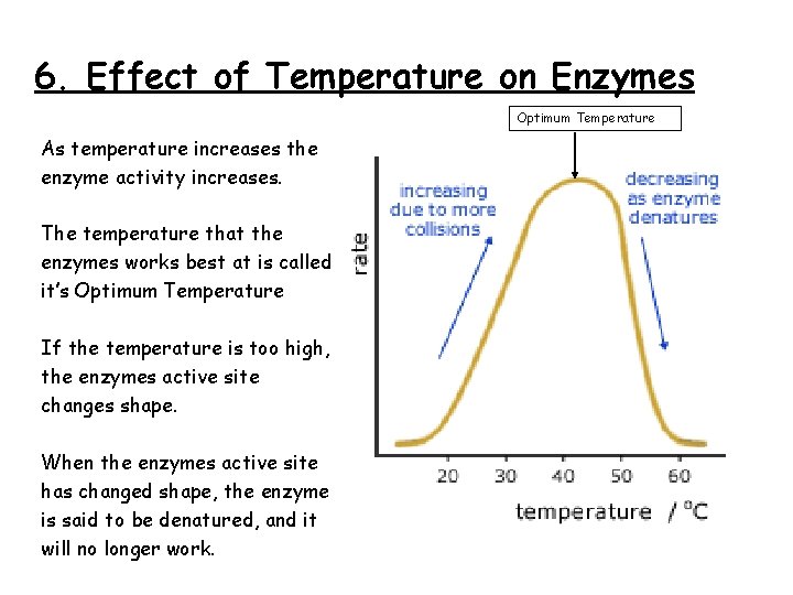 6. Effect of Temperature on Enzymes Optimum Temperature As temperature increases the enzyme activity