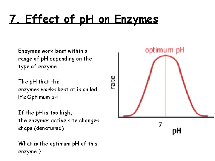 7. Effect of p. H on Enzymes work best within a range of p.