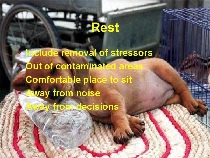 Rest • • • Include removal of stressors Out of contaminated areas Comfortable place