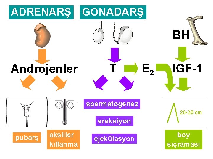 ADRENARŞ GONADARŞ BH Androjenler T E 2 IGF-1 spermatogenez 20 -30 cm ereksiyon pubarş