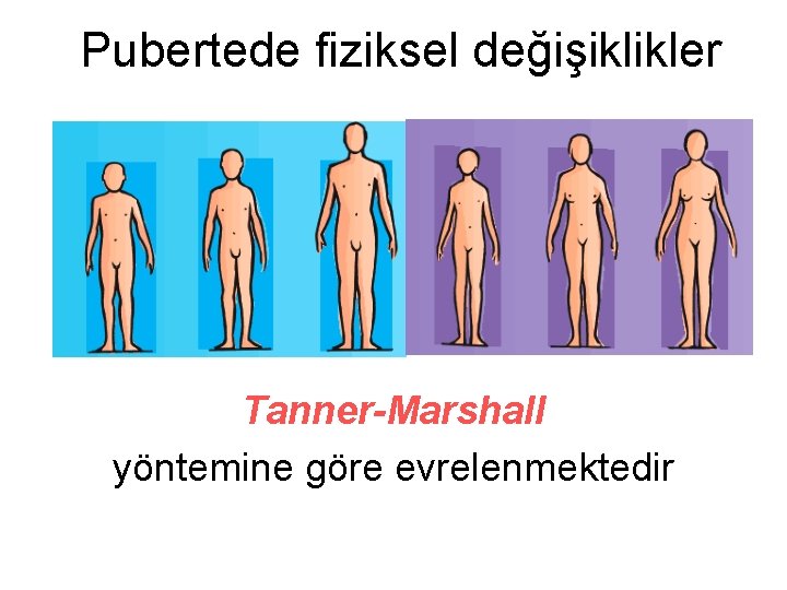 Pubertede fiziksel değişiklikler Tanner-Marshall yöntemine göre evrelenmektedir 