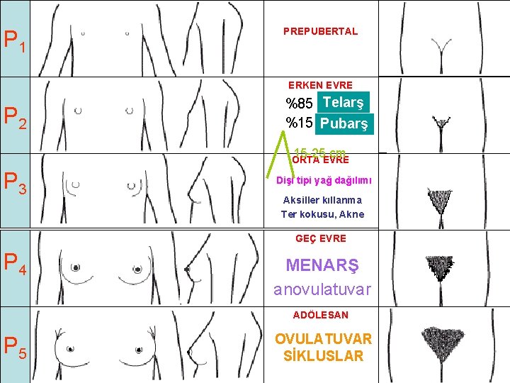 P 1 PREPUBERTAL ERKEN EVRE P 2 %85 Telarş %15 Pubarş 15 -25 cm