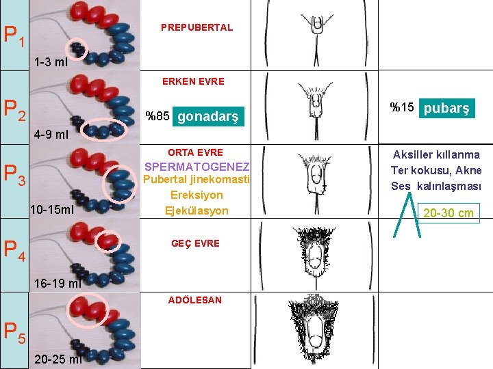 P 1 PREPUBERTAL 1 -3 ml ERKEN EVRE P 2 %85 gonadarş %15 pubarş