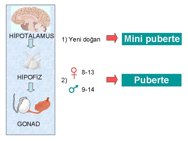 İKİ DÖNEMDE AKTİFTİR HİPOTALAMUS HİPOFİZ 1) Yeni doğan 8 -13 2) 9 -14 GONAD