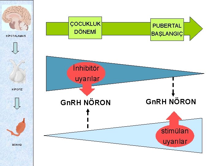 HİPOTALAMUS ÇOCUKLUK DÖNEMİ PUBERTAL BAŞLANGIÇ İnhibitör uyarılar HİPOFİZ Gn. RH NÖRON GONAD Gn. RH