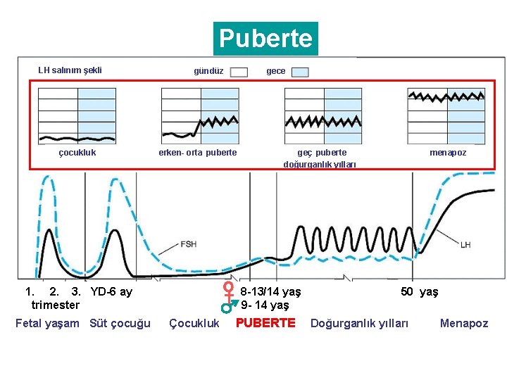 Puberte LH salınım şekli çocukluk erken- orta puberte 1. 2. 3. YD-6 ay trimester