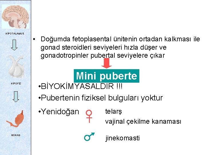 HİPOTALAMUS • Doğumda fetoplasental ünitenin ortadan kalkması ile gonad steroidleri seviyeleri hızla düşer ve