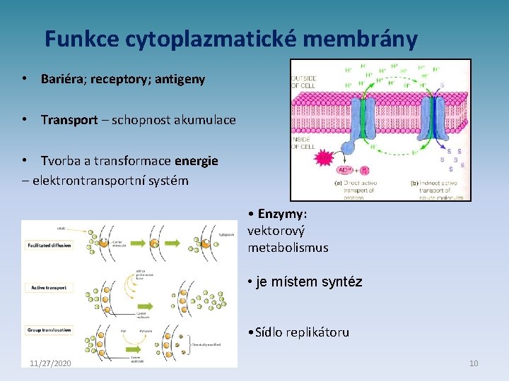 Funkce cytoplazmatické membrány • Bariéra; receptory; antigeny • Transport – schopnost akumulace • Tvorba