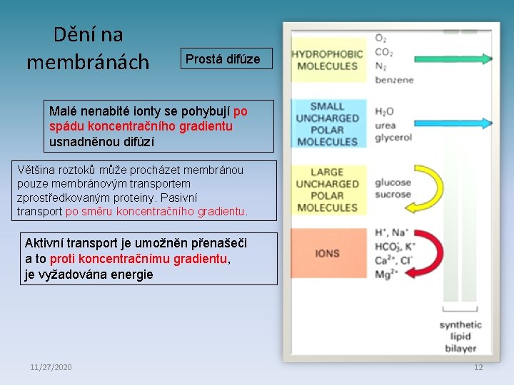 Dění na membránách Prostá difúze Malé nenabité ionty se pohybují po spádu koncentračního gradientu