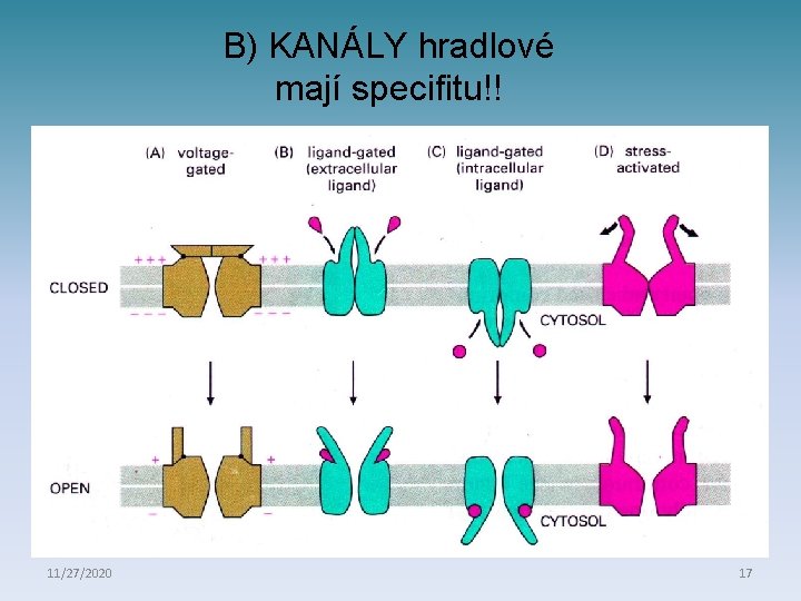 B) KANÁLY hradlové mají specifitu!! 11/27/2020 17 