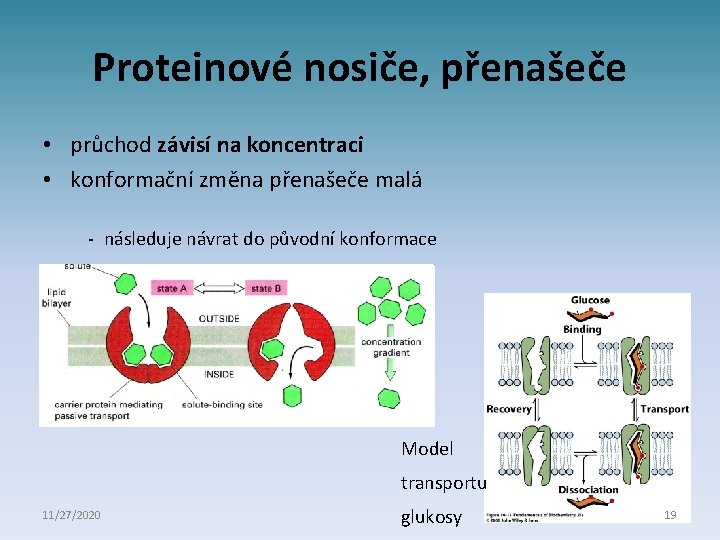 Proteinové nosiče, přenašeče • průchod závisí na koncentraci • konformační změna přenašeče malá -